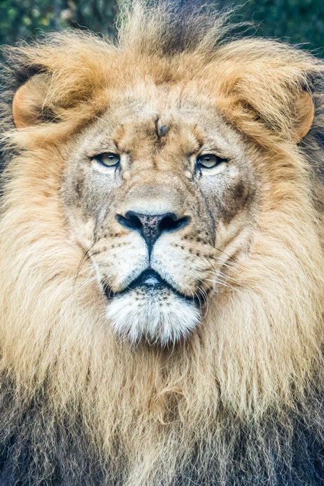 Lion Portrait