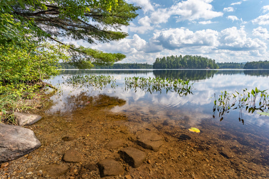 Lower Brown Tract Pond
