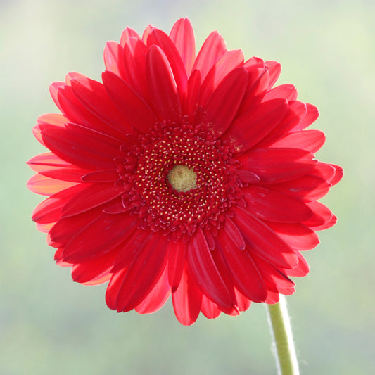 Red Gerbera Daisy Stone Coaster Set