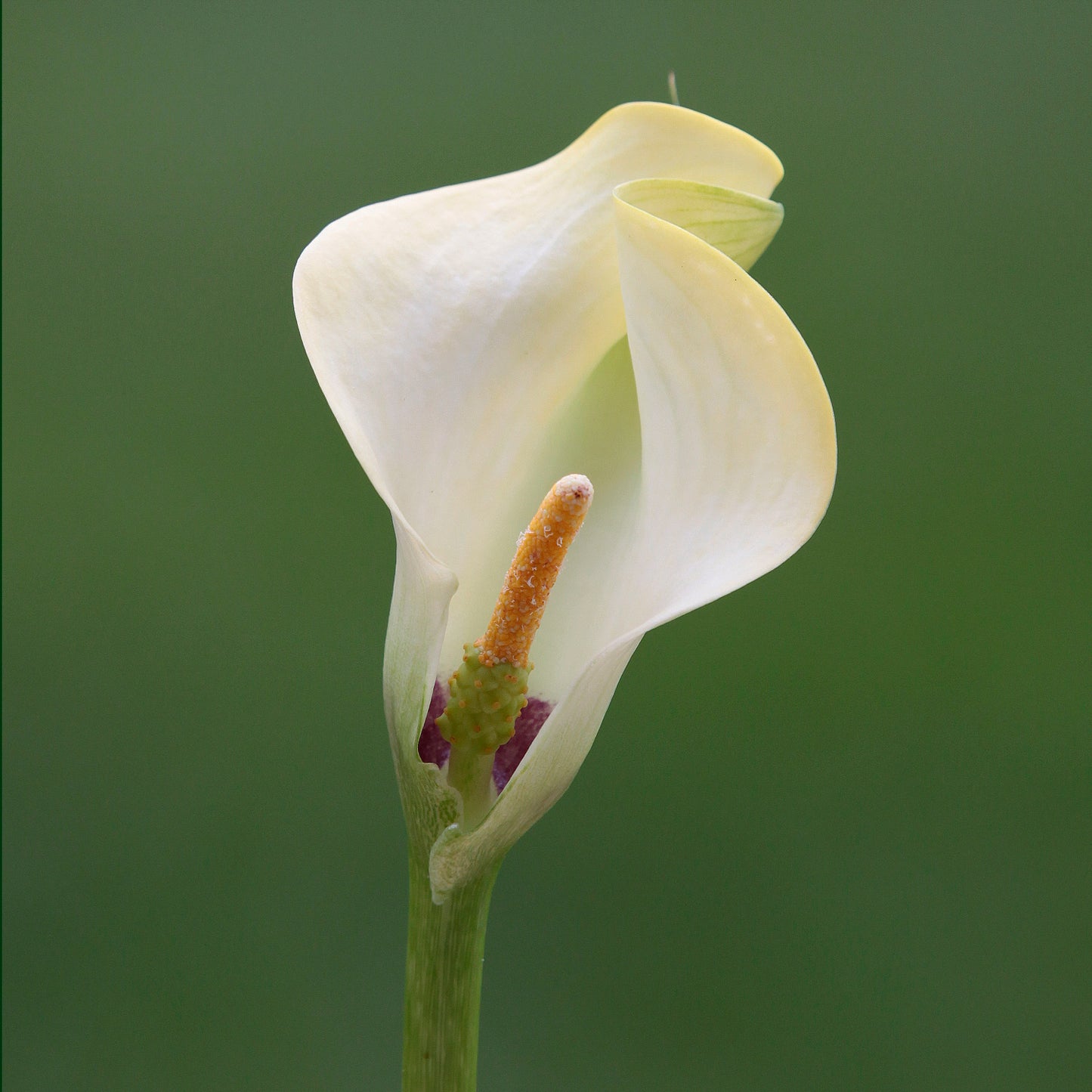 White Calla Lily Stone Coaster Set