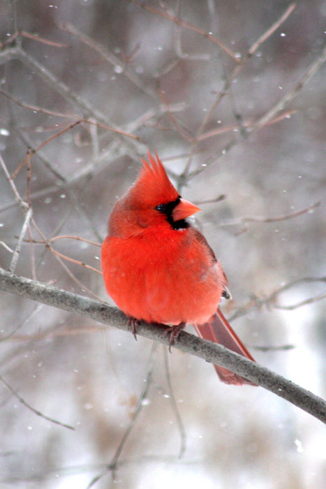 Male Cardinal Perched