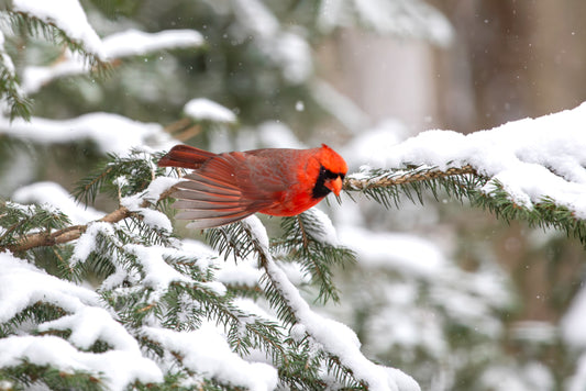 Male Cardinal Taking Flight