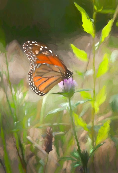 Monarch Butterfly Perched on Purple Flower