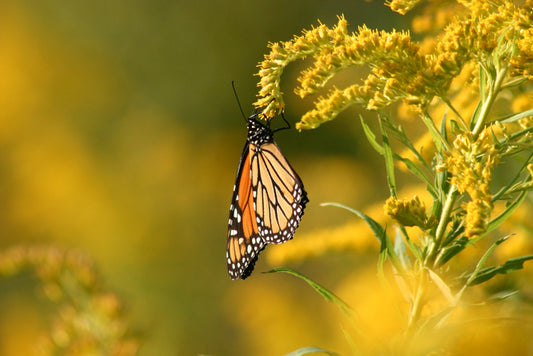Monarch Butterfly on Goldenrod