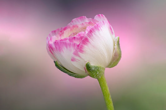 Persian Buttercup