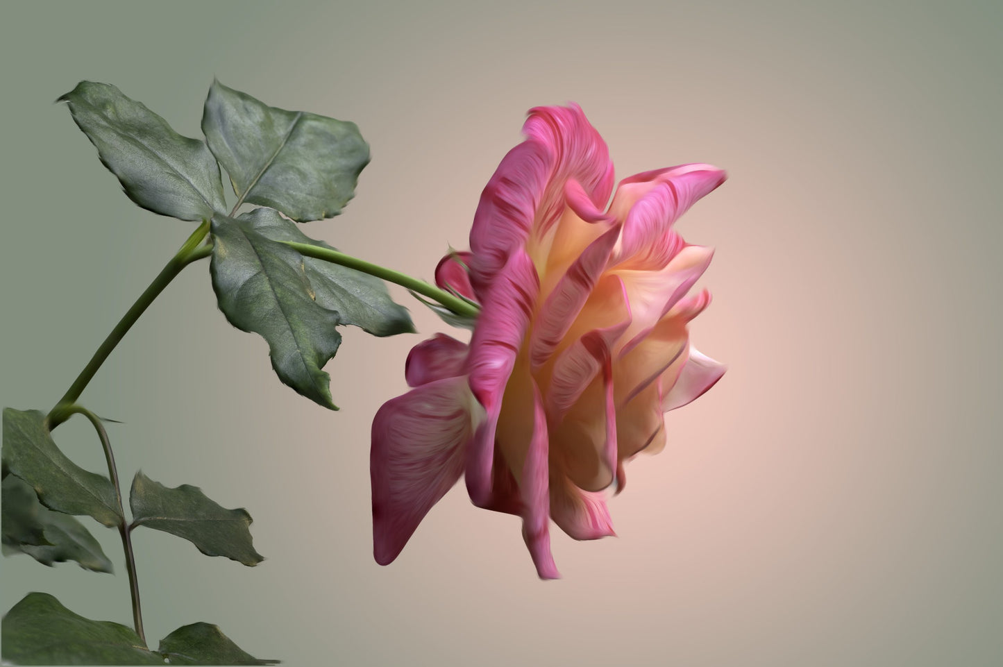 Pink & White Rose
