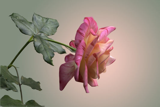 Pink & White Rose