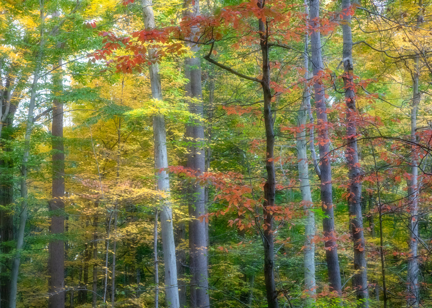 Beth's Choice Adirondack Greeting Card Set