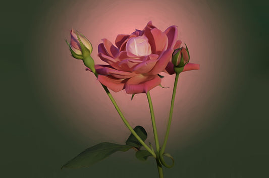 Trio of Pink Roses