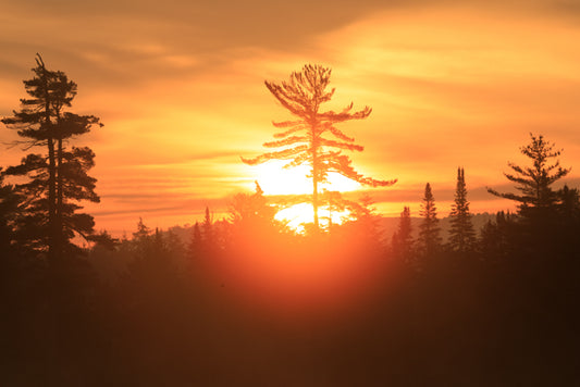 White Pine Sunrise