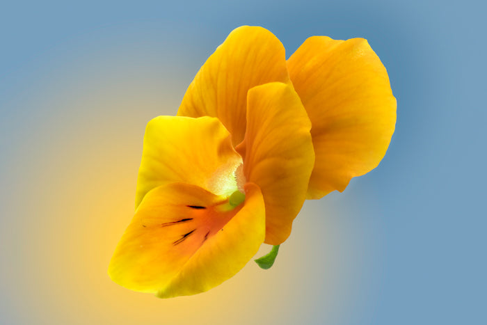 Yellow Pansy