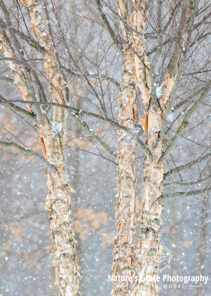 Beth's Choice Landscape Greeting Card Set