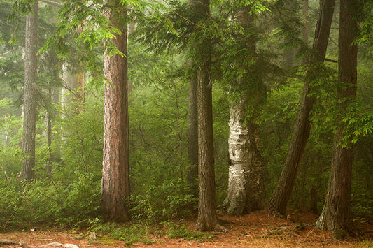Adirondack Forest
