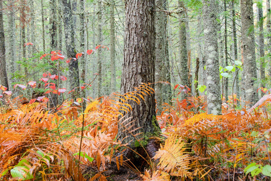 Adirondack Forest w/Ferns