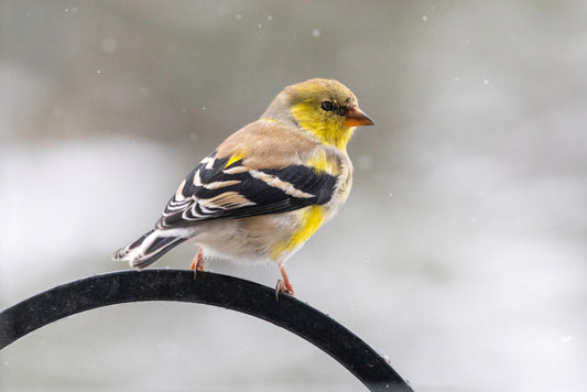 American Male Goldfinch Profile