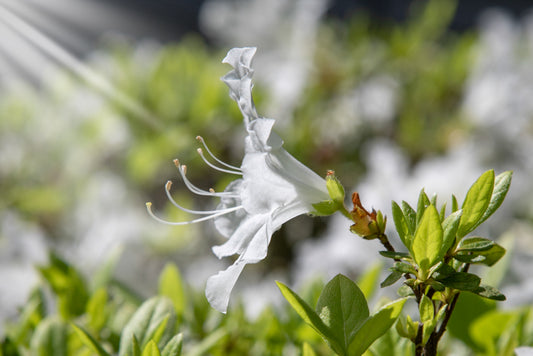 Azalea