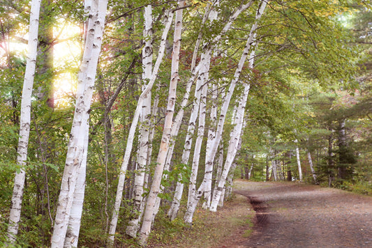 Birch Lane