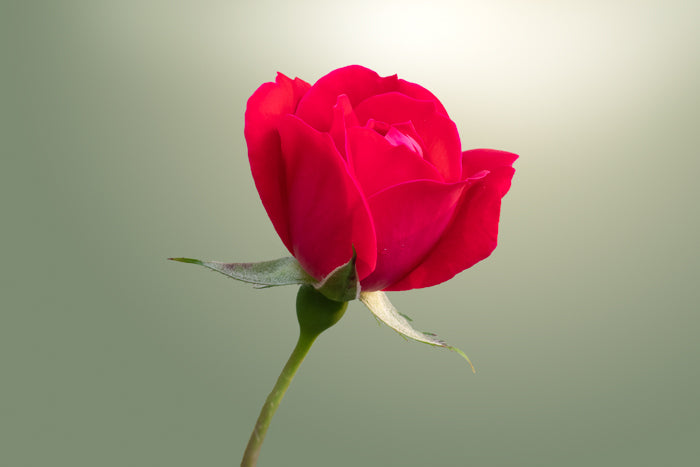 Blooming Red Rose