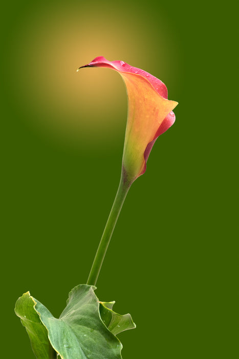 Pink & Orange Calla Lily