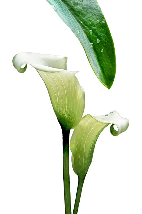 Calla Lily