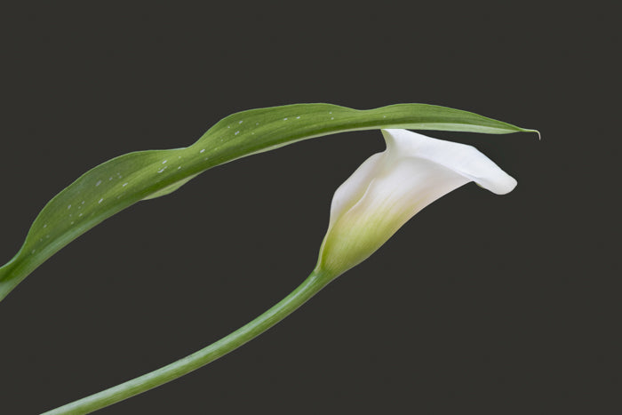 Calla Lily