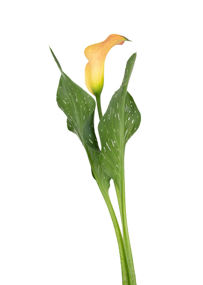 Beth's Choice Flower Greeting Card Set