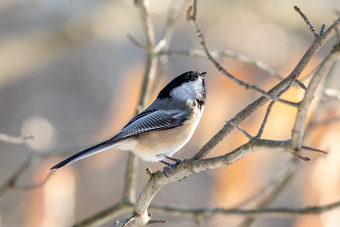 Chickadee