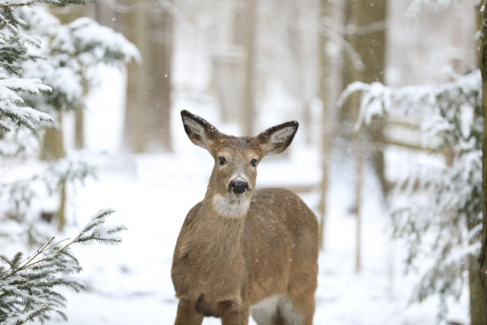 Deer in Snow