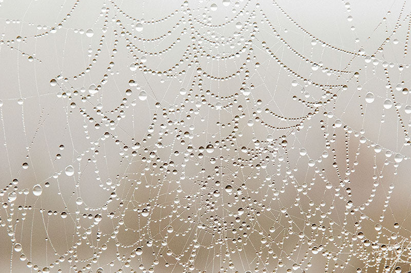 Dew Drop Spider Web
