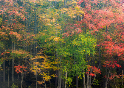 Beth's Choice Adirondack Greeting Card Set