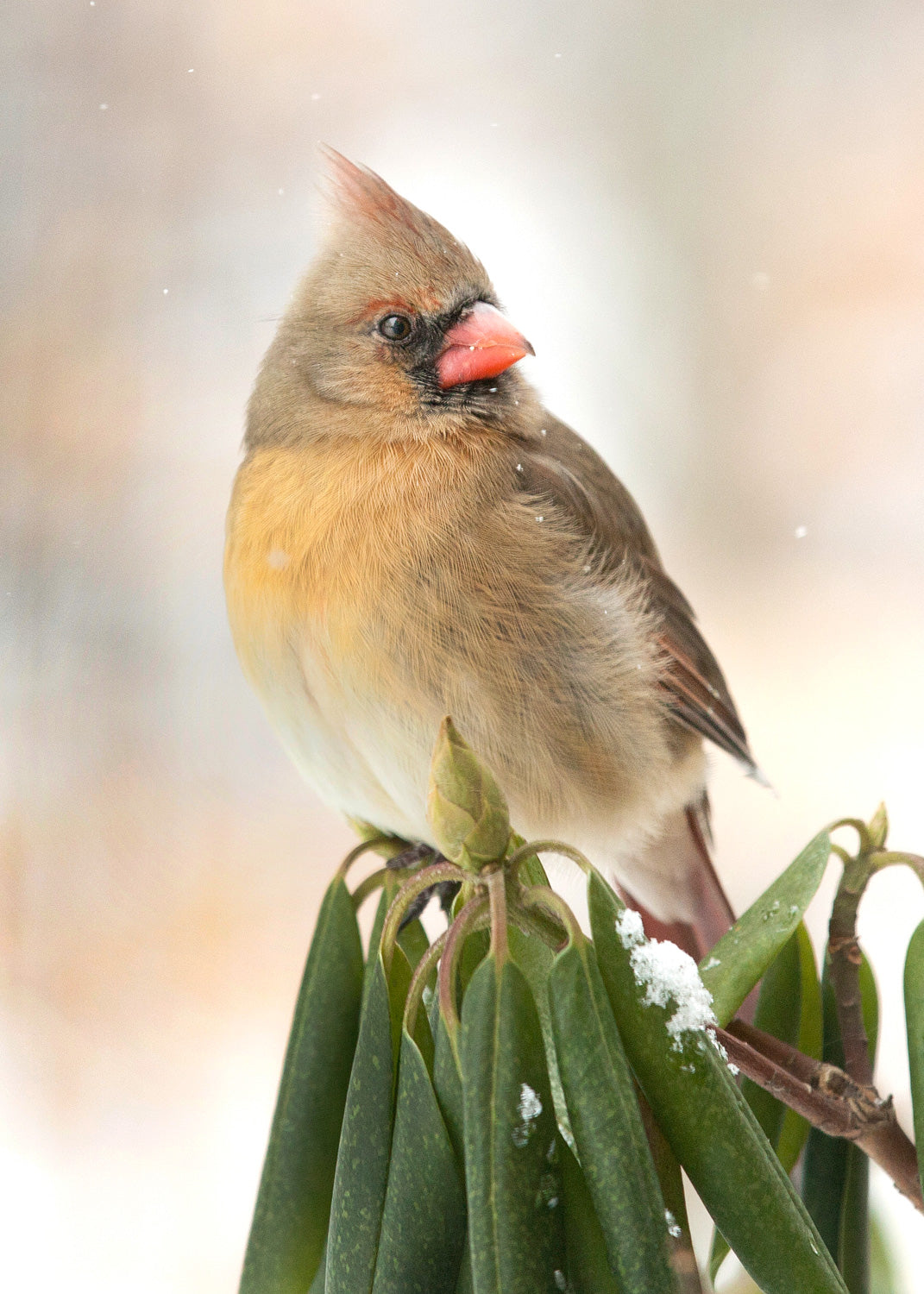 Female Cardinal on Rhododendron Bush