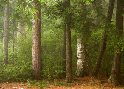 Beth's Choice Adirondack Greeting Card Set