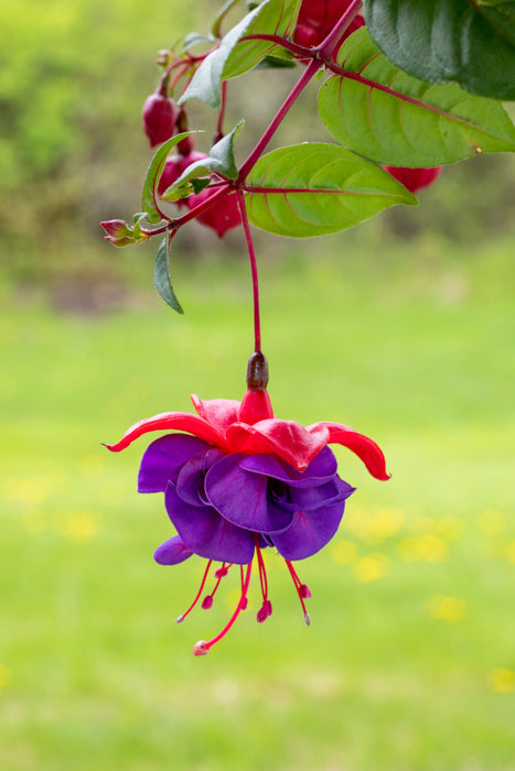 Hanging Fuchsia