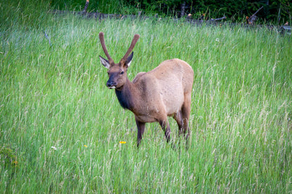Beth's Choice Wildlife Greeting Card Set