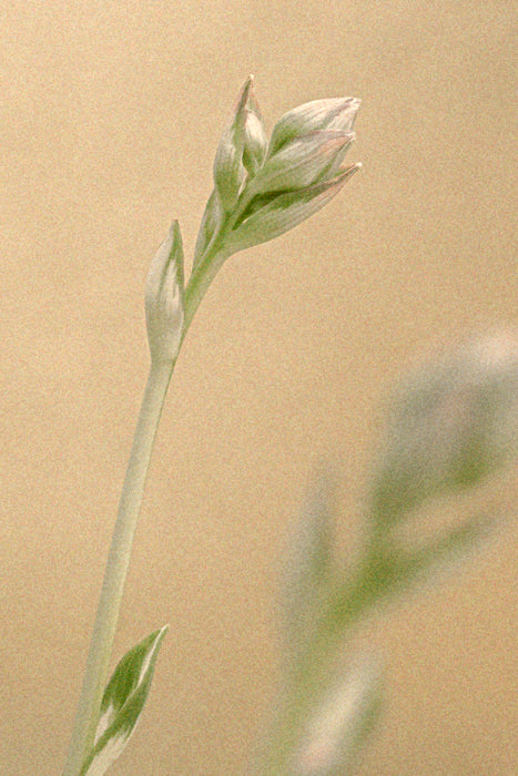 Meadow Grass
