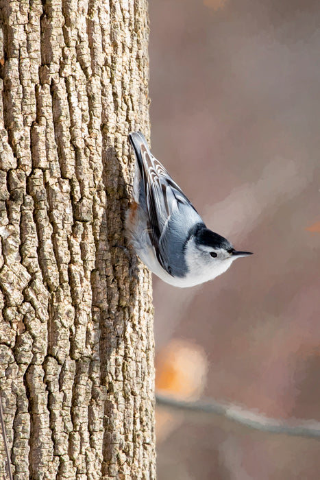 Nuthatch