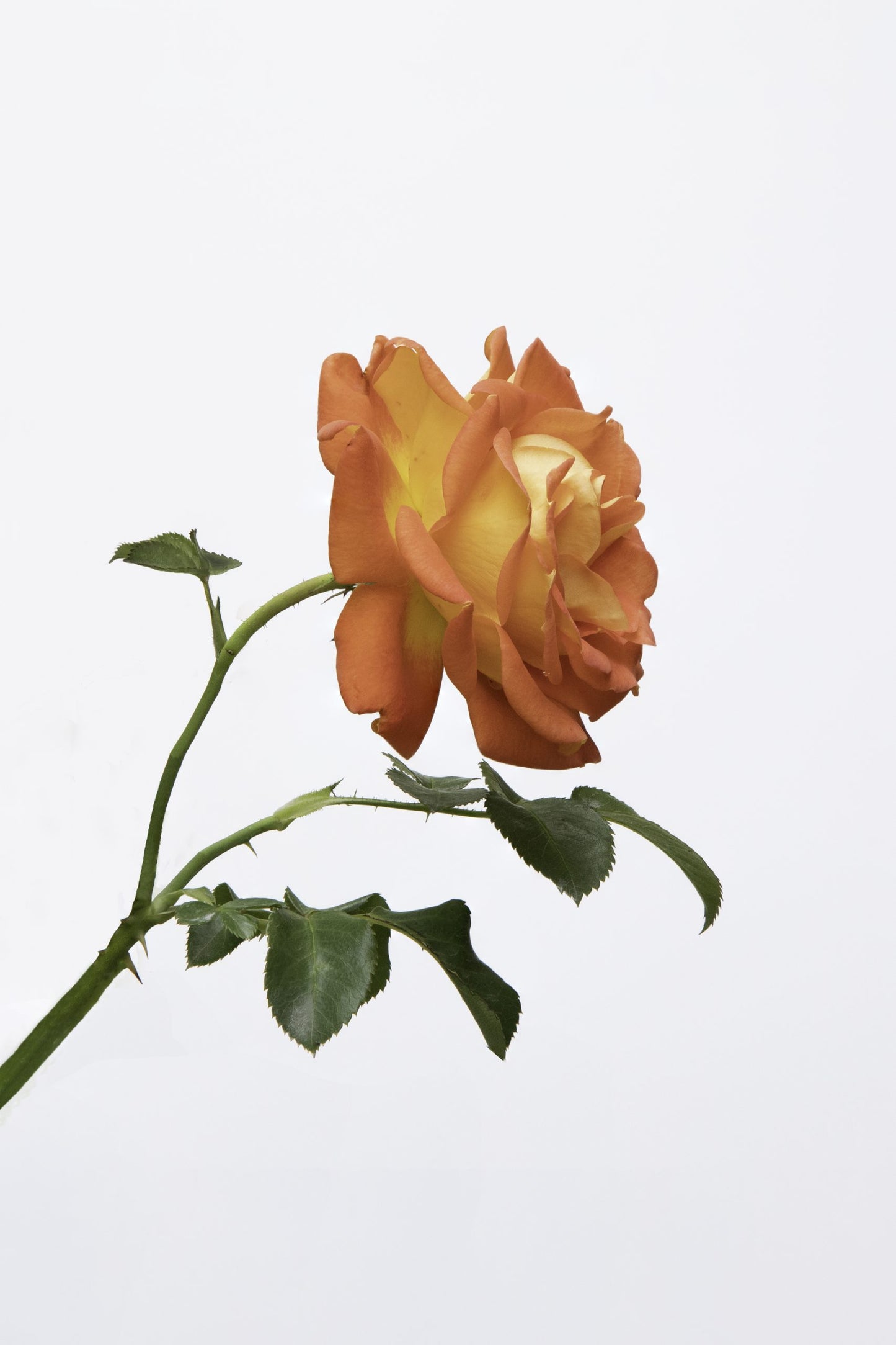 Orange Rose