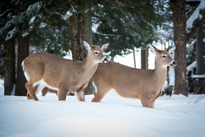 Pair of Deer in Snow