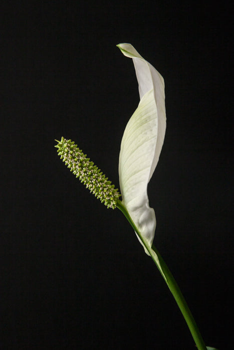 Peace Lily