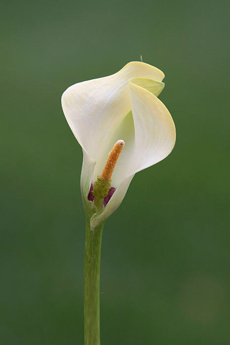 Peace Lily