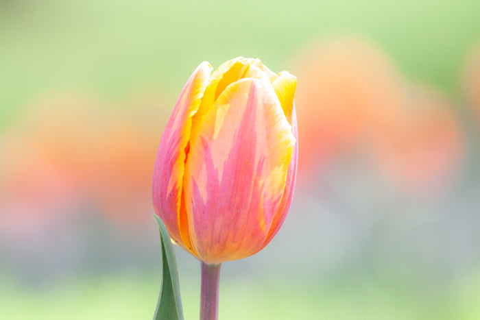 Pink & Orange Tulip