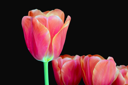 Beth's Choice Flower Greeting Card Set
