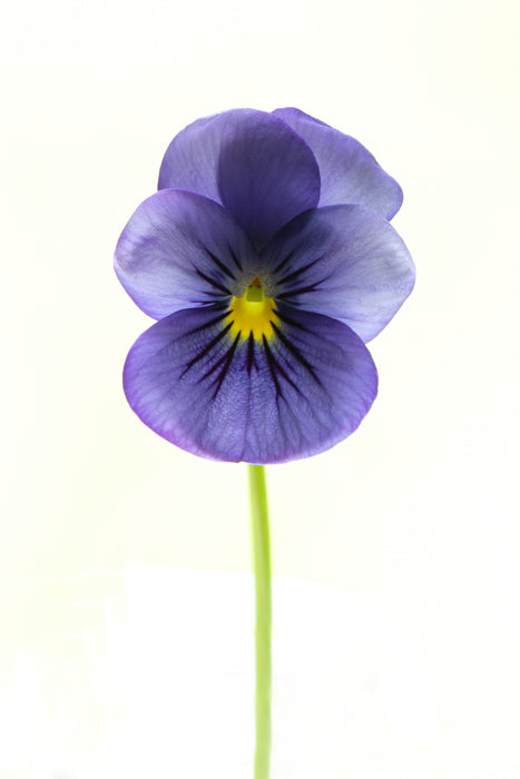 Purple Pansy