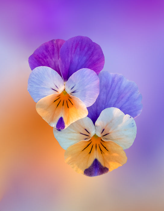 Purple & Yellow Pansy
