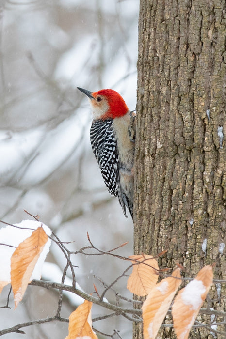 Red-bellied Woodpecker