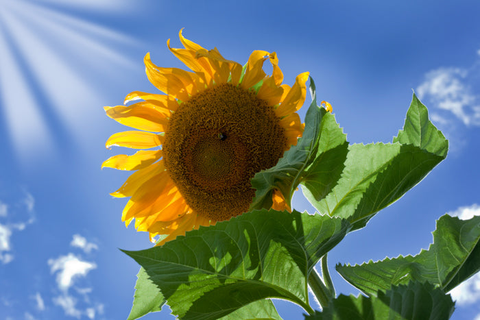 Sunflower w/Blue Sky