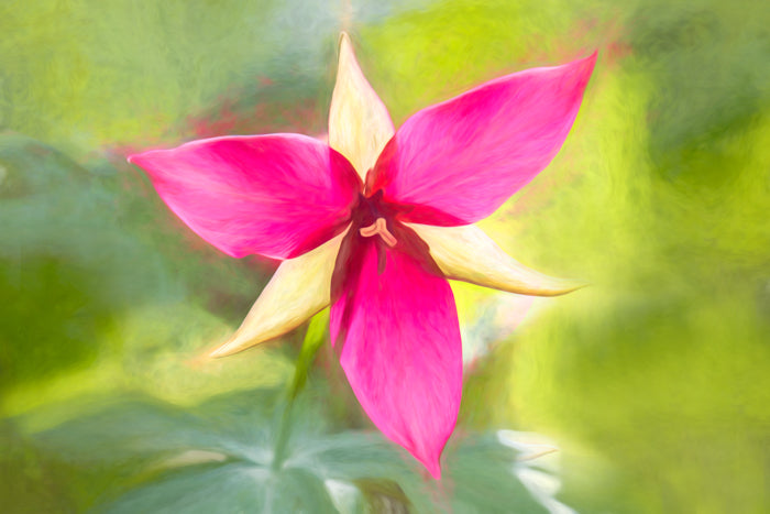Trillium