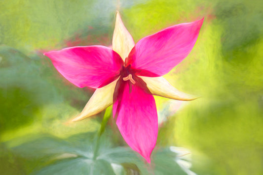 Trillium