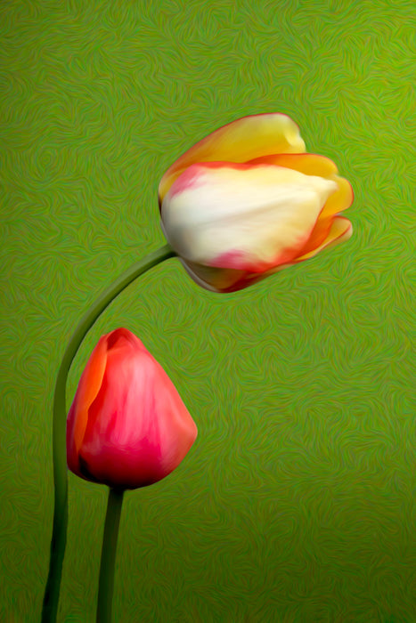 Pink & Orange/White Tulip Duo