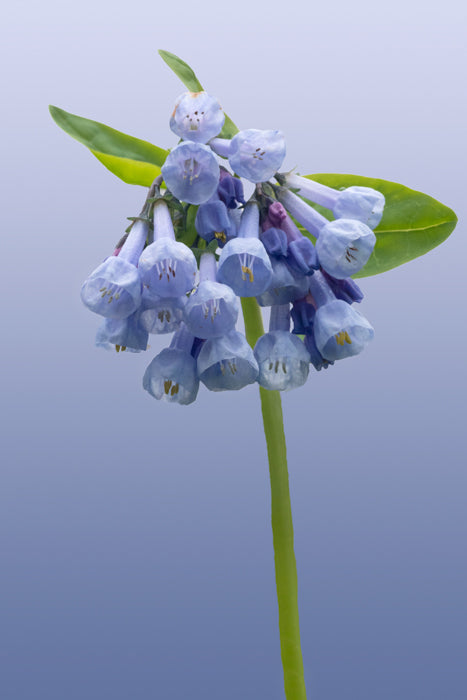 Virginia Bluebells